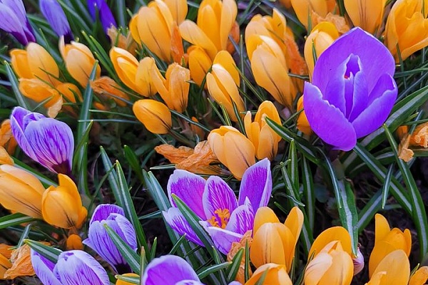 Цветочное сердце весны вновь зацвело в Ростовском кремле